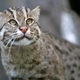 Illustration for article titled Caturday - Prionailurus viverrinus Edition